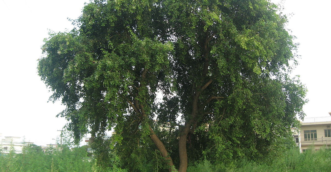 The Difference Between Mango Wood And Sheesham Wood Furniture Verty